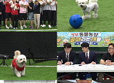 ​'TV 동물농장' 반려견 축구 대회…아지·루이·탱크 출격
