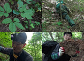 '극한직업' 산삼 심마니, 땀방울의 현장