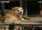 '삼시세끼' 유해진, "겨울이는 못 하는게 없어" 폭소