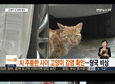'고양이 AI' 감염 소식에 누리꾼들 불안... "고양이면 포유류 인데... 정말 위험한거 아니야?"