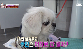 '더는 못 키워…' 반려견은 어디로 갈까