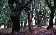 동백꽃 붉은 향불 일렁거리는, 전남 강진 백련사 동백숲