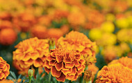 코시국에 희망 주는 꽃말…집콕 시니어를 위한 여름 반려식물 TOP4
