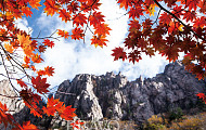만산홍엽(滿山紅葉), 가을 산이 부른다