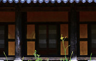 산사의 범부채꽃