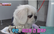 '더는 못 키워…' 반려견은 어디로 갈까