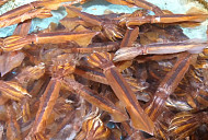 EBS '극한직업' 오징어가 돌아왔다, 오징어 물회ㆍ통찜ㆍ'피데기' 반건조 오징어 요리 소개