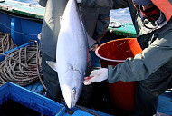 제주 모슬포 대방어 잡이 현장 ‘바닷가 사람들’