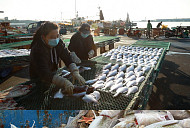 방어진 사람들의 가자미잡이, 24시간 쉼 없는 '바닷가 사람들'