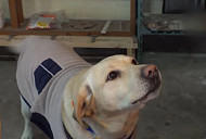 'TV 동물농장' 천재견 행복이 2세 출산ㆍ다람쥐 꼬미ㆍ엄마 공격하는 개 희망이 소개