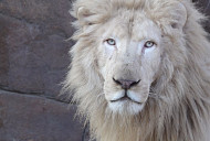 백사자 '랑크'ㆍ1인자 '다옴', 에버랜드 사파리 사자의 왕은?(TV 동물농장)