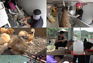 대형견 목욕ㆍ관상 닭ㆍ강아지 수영장 등 반려동물 위한 '극한직업'