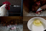 연천 유정란ㆍ조식 도시락ㆍ식물 집사 등 정기 구독 위해 애쓰는 '극한 직업'