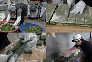 '극한직업' 함평 50년 전통 쑥떡집→명이나물 채취, 봄 선물 위한 고군분투