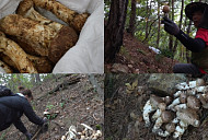 '극한직업' 송이버섯과 호두