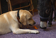 'TV동물농장' 인천 캠핑식당 달빛이