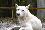 'TV 동물농장' 해인사 고불암 견공 고순이