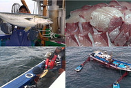 '극한직업' 마라도 대방어