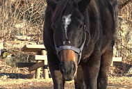 'TV 동물농장' 광덕산 말 광덕이