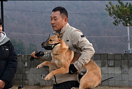 '개는훌륭하다' 이웅종 훈련사, 시한폭탄견 보리 솔루션