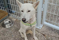 'TV동물농장' 목줄견 복순이 구출기