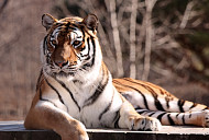 '동네한바퀴' 국립백두대간수목원 호랑이 남매 무궁·태범