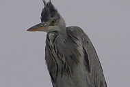 '동물농장' 고등어 도둑 왜가리