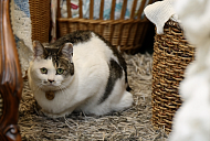 '동네한바퀴' 운천동 유기묘 카페