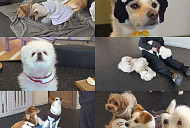 'TV 동물농장' 강아지 유치원의 슬기로운 생활