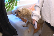 '개는훌륭하다' 몰티푸 ‘대징이’ 훈련