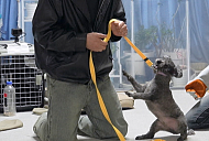 '개는훌륭하다' 쪼꼬 견성 개조 프로젝트