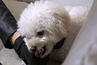 '개는 훌륭하다' 동동이 솔루션