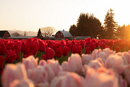 미국 워싱턴주 스카짓 밸리, 튤립으로 물든다