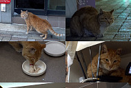 'TV동물농장' 주꾸미 집 단골 고양이 꾸미