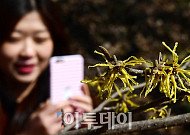 [포토] 오늘도 꽃샘추위, 노란 풍년화는 활짝