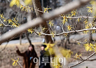[포토] 산책길, 봄 알리는 노란 풍년화