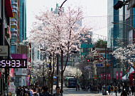 봄을 알리는 4月 벚꽃<b>축제</b> 베스트5