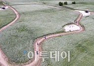 [포토]소금을 뿌려놓은듯 '만개한 메밀꽃'