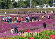 '가을 여행주간' 대전·대구·강원·제주 등 전국서 풍성한 축제…'할인 혜택 받고 떠나볼까'