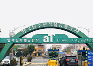 [르포] 미세먼지 덮치자 '공기정화식물' 판매 불티…양재꽃시장 스타는 '아레카야자·스투키'