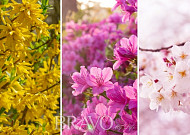‘봄꽃’은 언제 필까? 꽃길 명소는 어디?