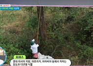 "키우면 공기정화, 먹으면 감량 도움"…시서스 '전방위' 효과