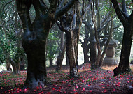 동백꽃 붉은 향불 일렁거리는, 전남 강진 백련사 동백숲