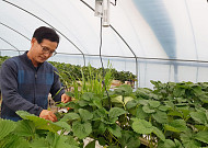 [세계 속에 K-농업 심는다⑦]"투자 부담 낮춘 '보급형 스마트팜' 병해충 걱정 덜었죠"