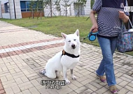 동물농장 사과, 장애견에 ‘뒷다리 파업’ 자막 논란…이유있는 분노