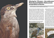 보르네오섬서 자취 감췄던 ‘신비의 새’ 172년 만에 발견