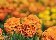 코시국에 희망 주는 꽃말…집콕 시니어를 위한 여름 반려식물 TOP4