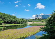 삼성디스플레이, 친환경 '생태 식물섬' 조성… 수자원 보호 나선다