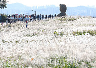 [포토] 찬바람에 흔들리는 은빛 억새 물결