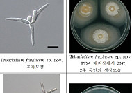 한강 발원지 검룡소에서 희귀 수생균류 2종 발견…담수 오염 정화 기대